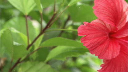 Hibiscus Tincture - Nervous and Cardiovascular System