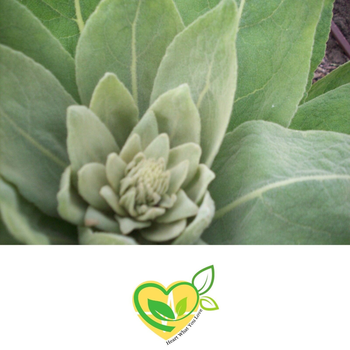 Mullein Leaf Cut & Sifted Organic Certified  Herb 28.3G 1 Oz Breath Lungs