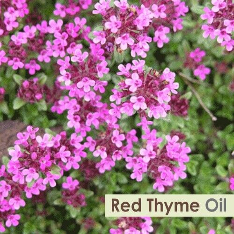 Red Thyme (Thymus Vulgaris) 100% Pure & Natural Essential Oil - [10Ml - 25 L].