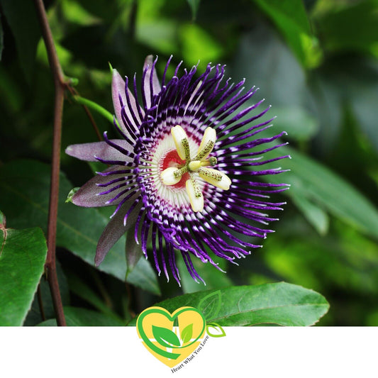 Passion Flower Natural Herb Organic  Dried Cut 28.3G | 1 OZ Mood Support