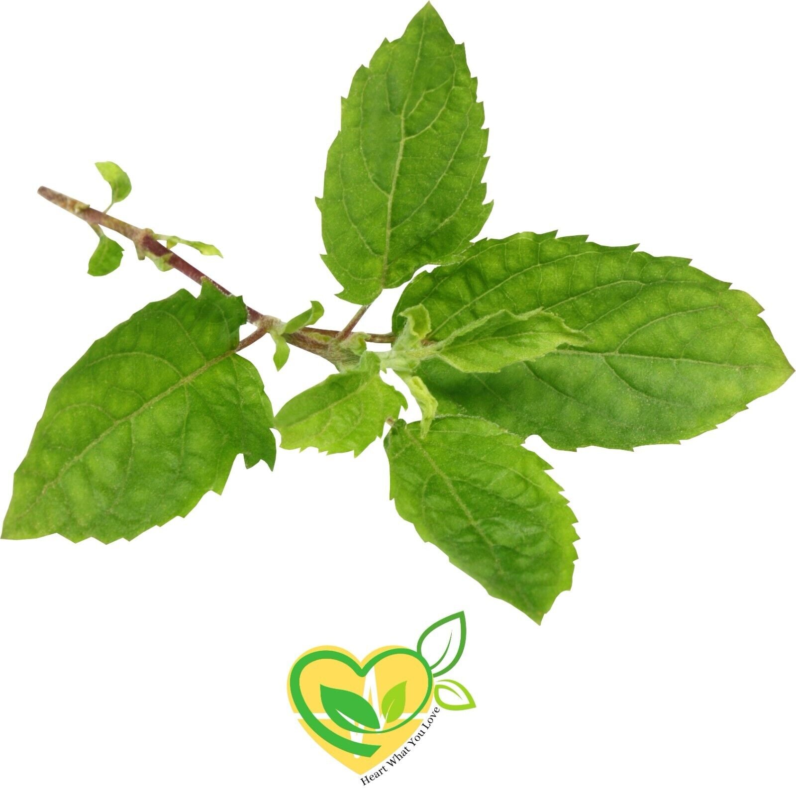 Tulsi Holy Basil Natural Herb Leaf Organic Dried Cut 28.3G | 1 OZ Apothecary