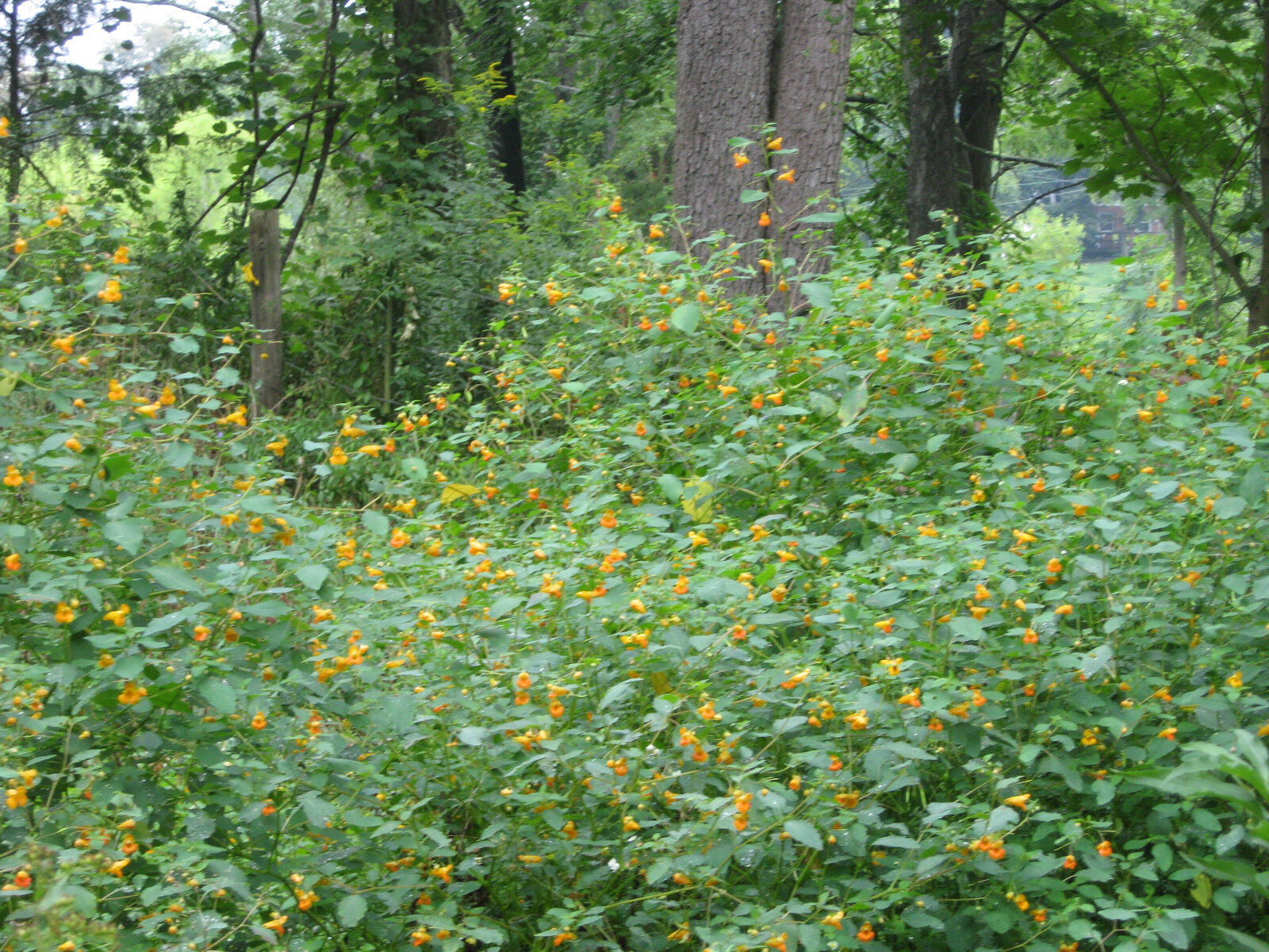 Jewelweed Oil Organic Potent Poison Ivy Oak Sumac Bug Bites STOPS ITCH FAST!