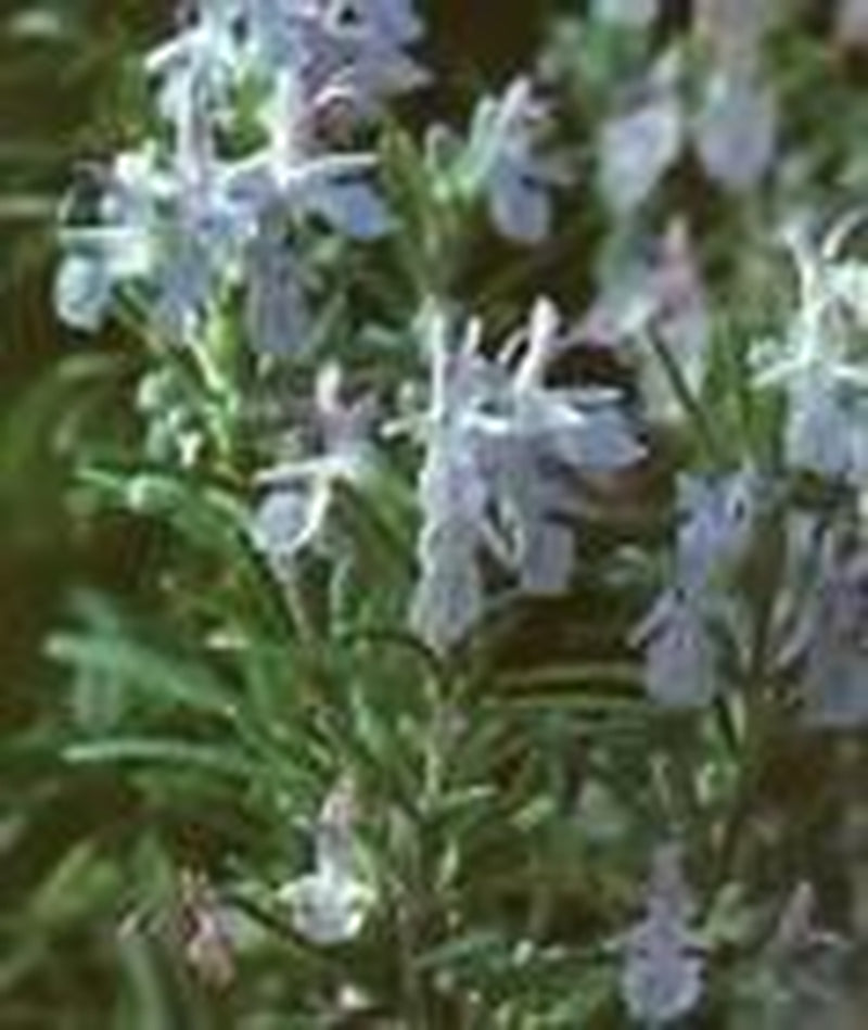 Rosemary Hydrosol - Hidrosol De Romero - Refreshing Aromatherapy - Facial Toner