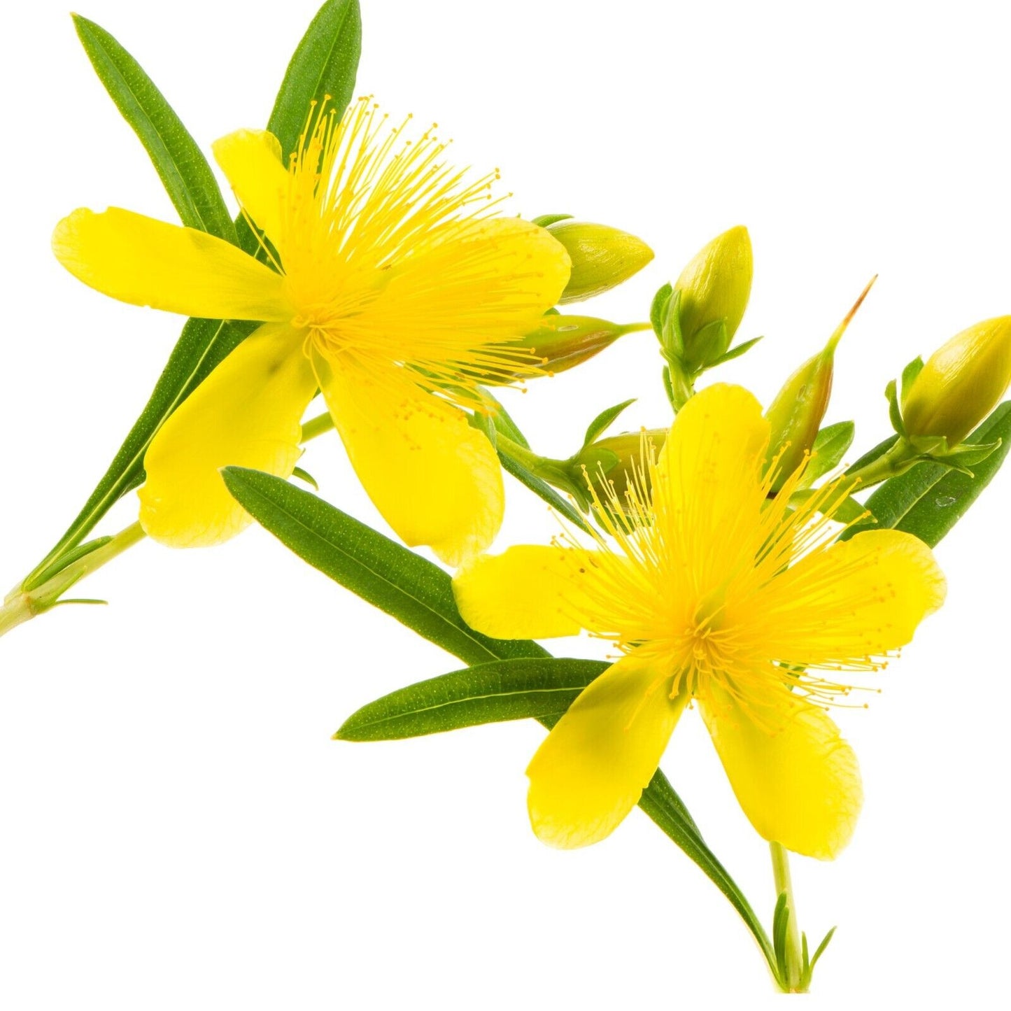 St John'S Wort Cut & Sifted Organic Hypericum Perforat Herb Natural 28.3G 1 Oz