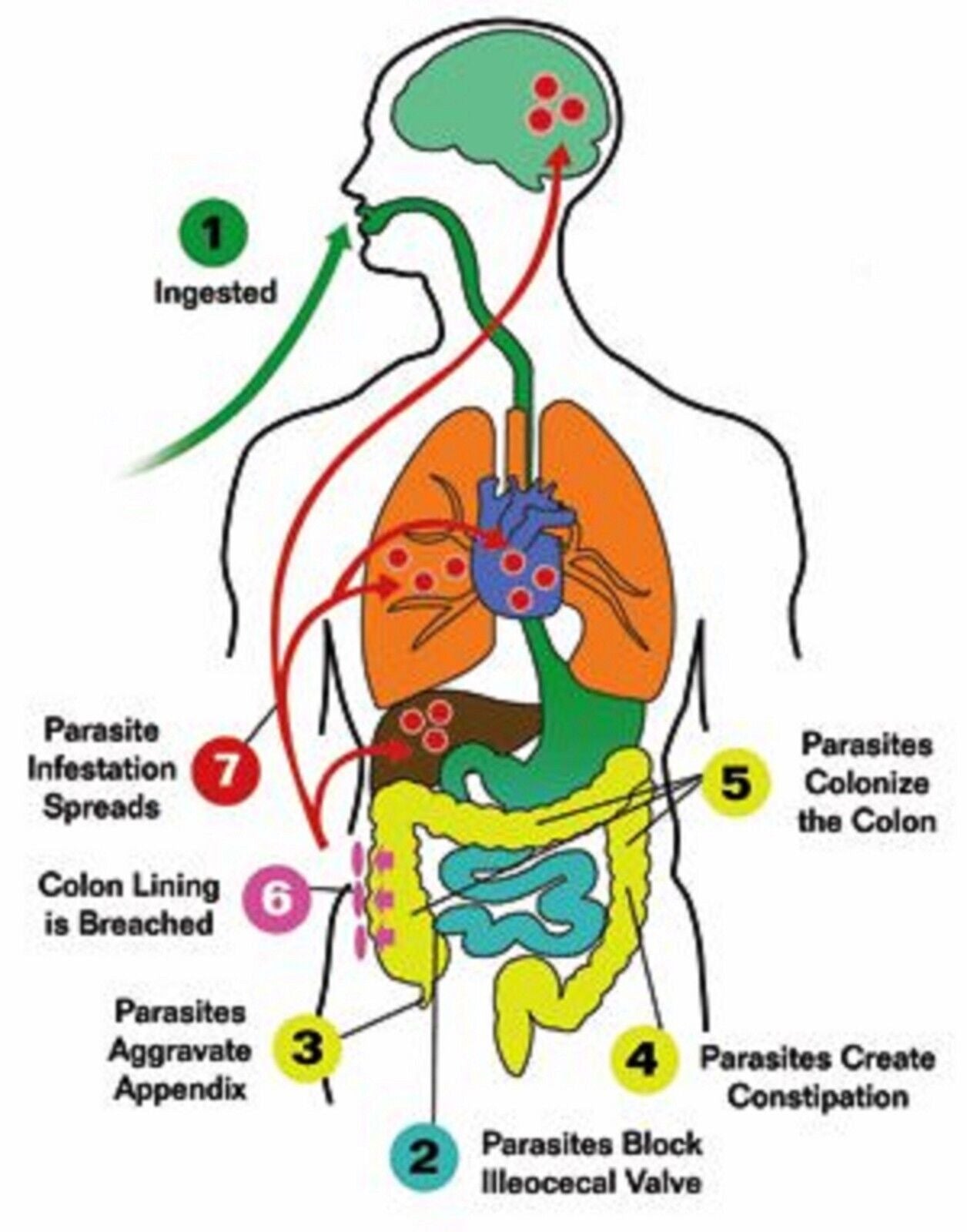 PARASITE CLEANSE TINCTURE BLACK WALNUT, CLOVES, WORMWOOD 2 Oz.