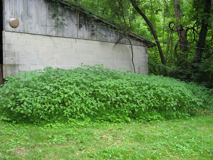 Jewelweed Oil Organic Potent Poison Ivy Oak Sumac Bug Bites STOPS ITCH FAST!