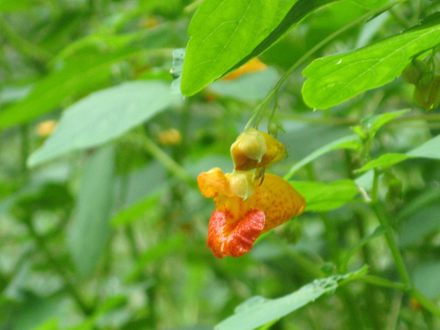 Jewelweed Oil Organic Potent Poison Ivy Oak Sumac Bug Bites STOPS ITCH FAST!