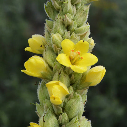 Mullein & Ginger Tea Bags (30) Soothing & Nutritious by Zokiva