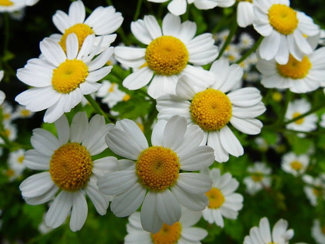 Feverfew Herb - Dried Tanacetum Parthenium C/S 100% from Nature