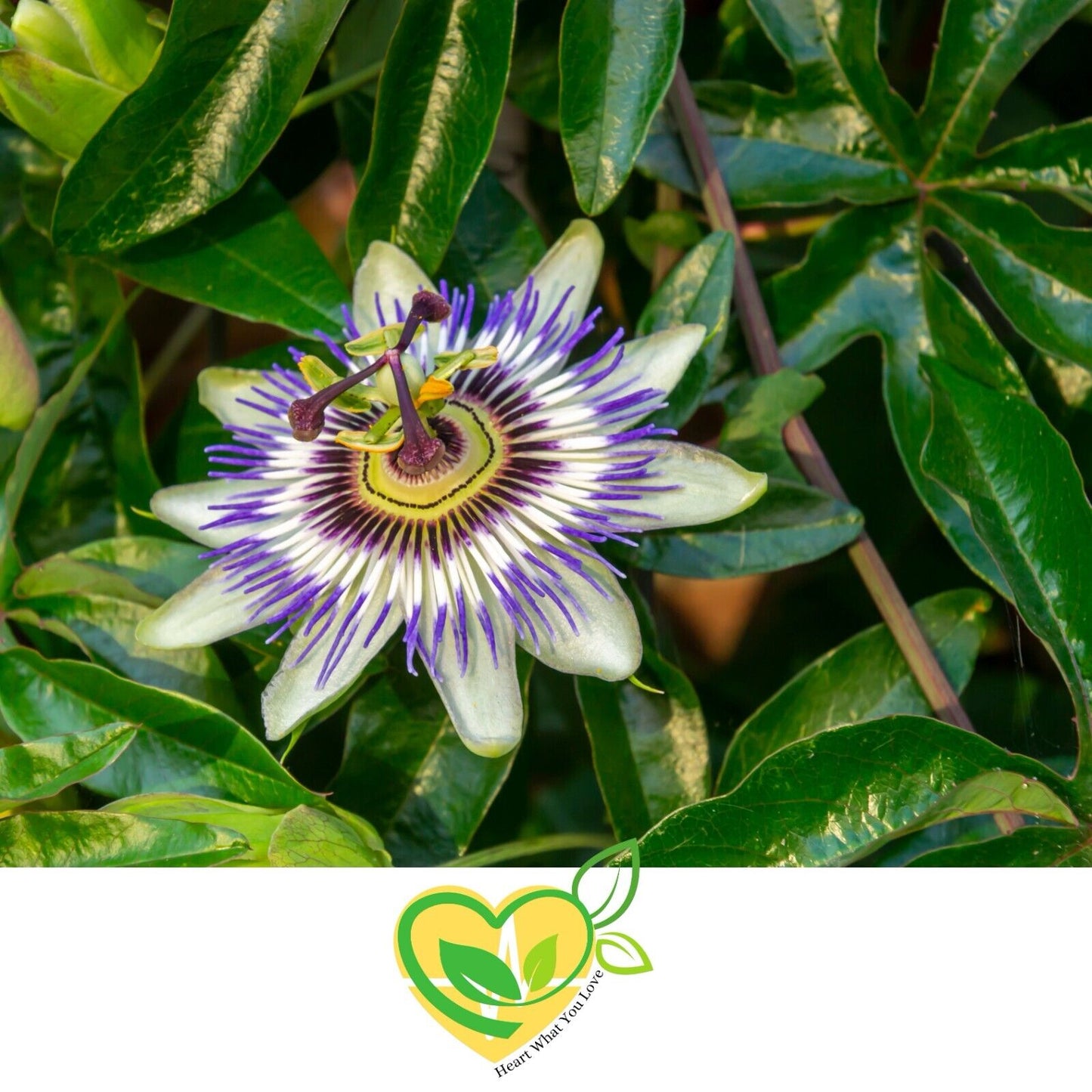 Passion Flower Natural Herb Organic  Dried Cut 28.3G | 1 OZ Mood Support