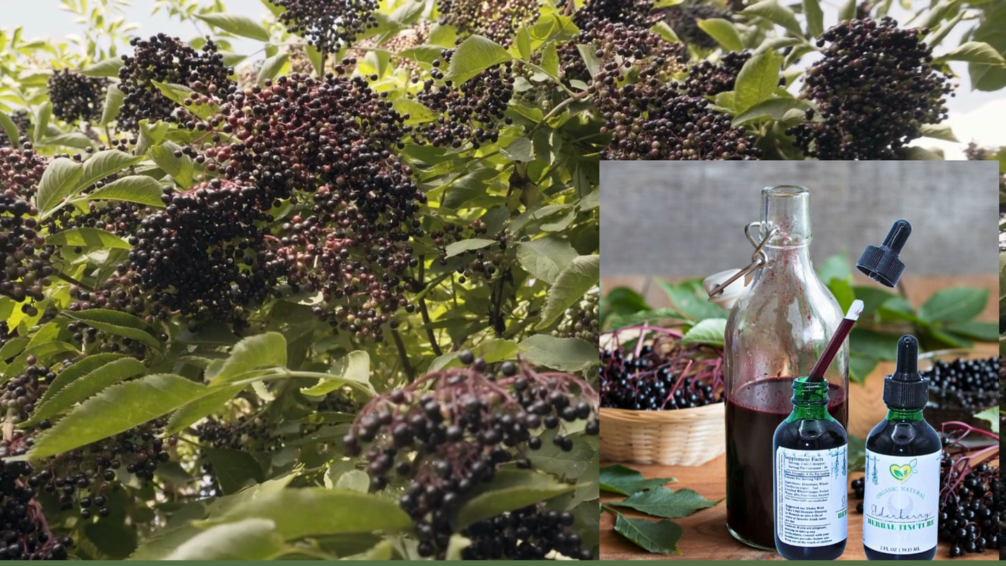 Elderberry Non-Alcohol Sambucus Nigra Extract Liquid Herb Drops Immunity Aid 2Oz