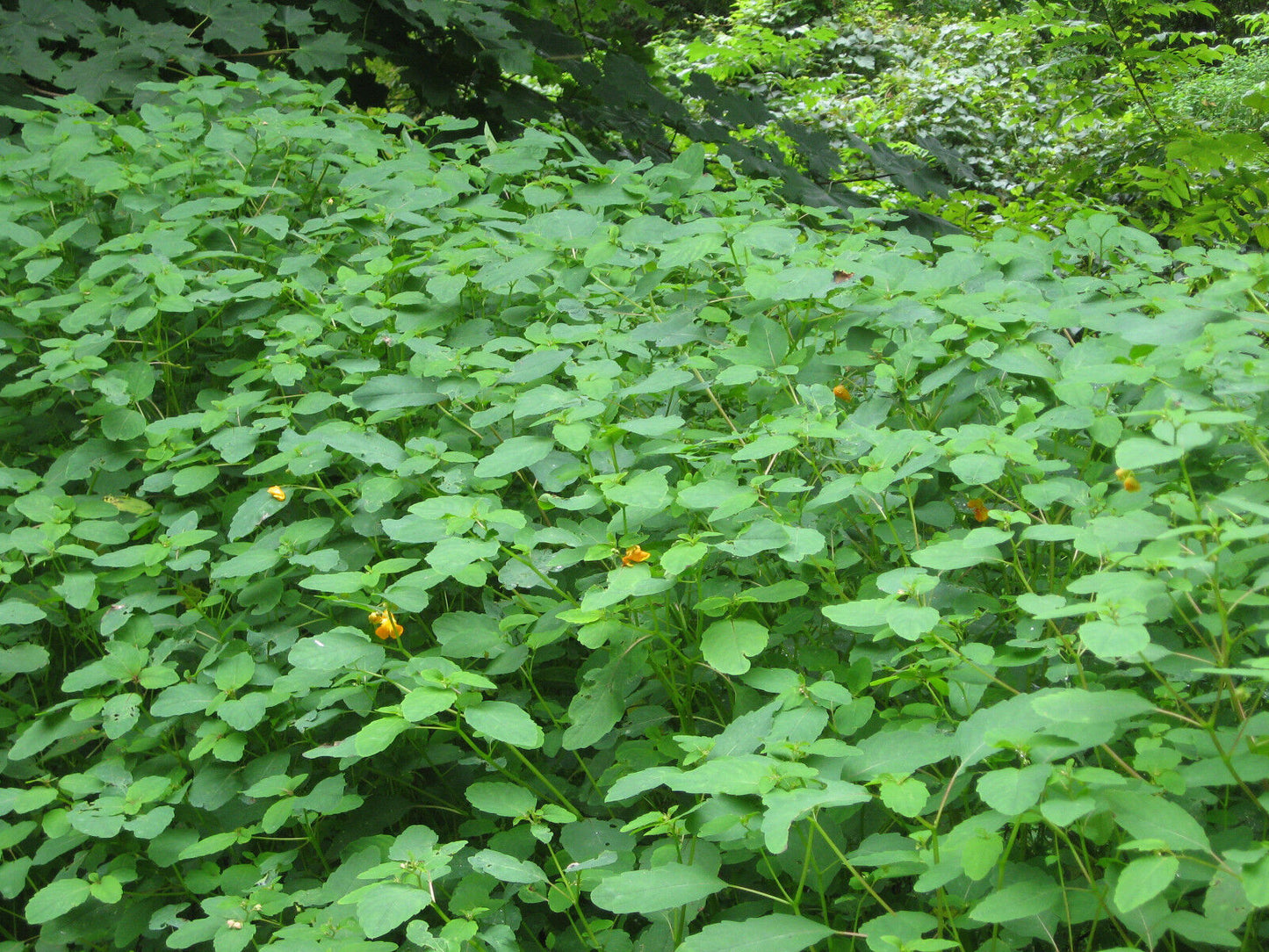 Jewelweed Oil Organic Potent Poison Ivy Oak Sumac Bug Bites STOPS ITCH FAST!