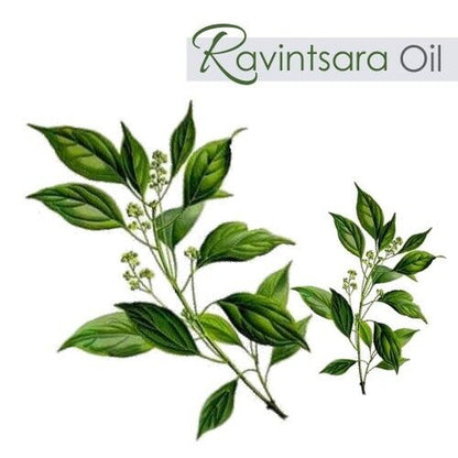 Ravintsara (Cinnamomum Camphora)100% Pure & Natural Essential Oil-[10Ml - 25 L].