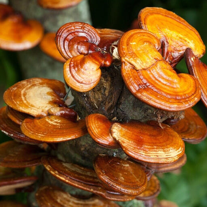 Reishi, Extracto De Gotu Kola 1000 Mg Salud Inmune, Desintoxicante, Hepática Y Renal