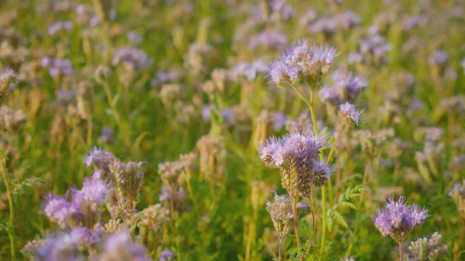 Blue Vervain Tincture - (Highly Potent) Alcohol Free