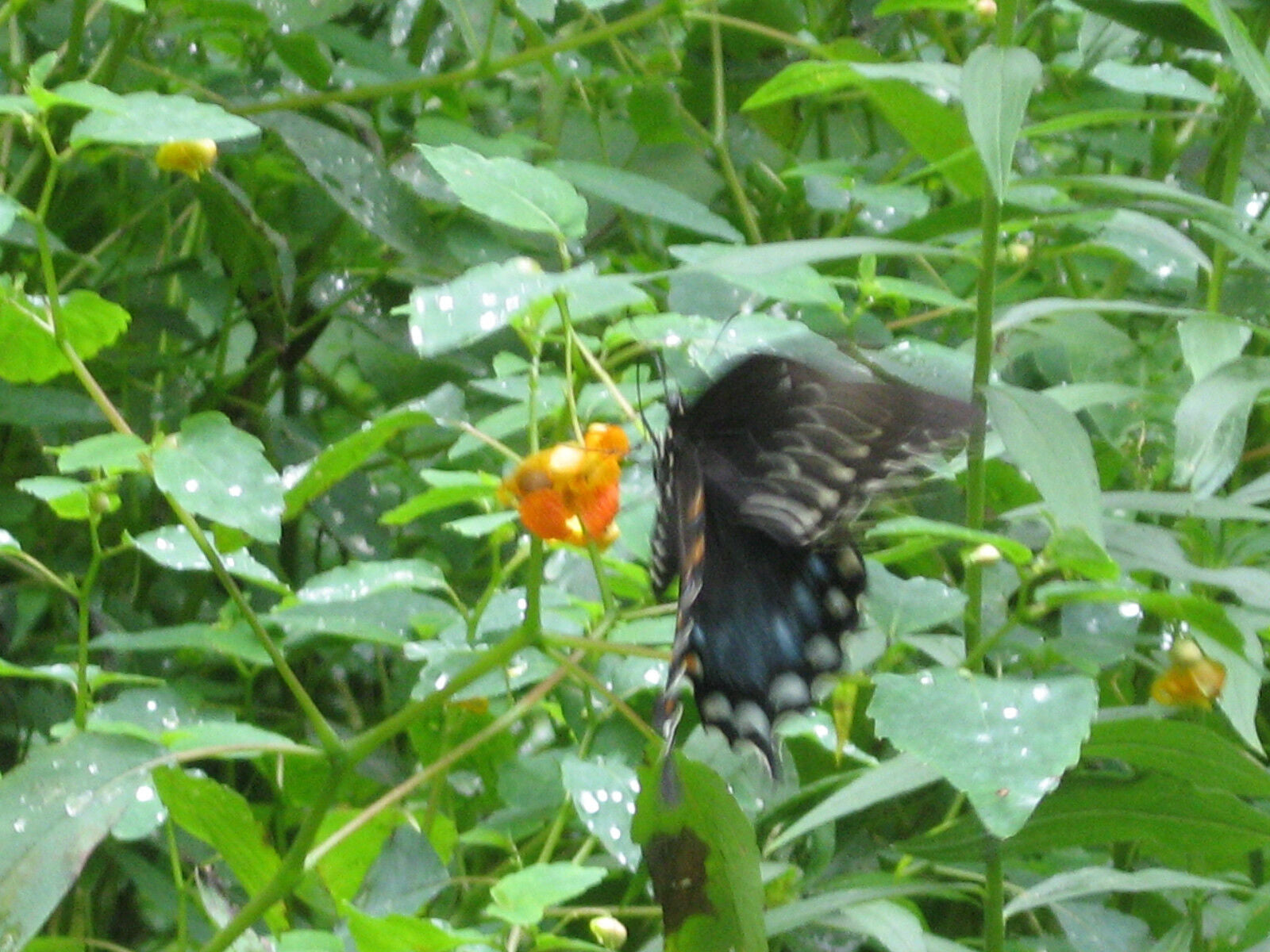 Jewelweed Oil Organic Potent Poison Ivy Oak Sumac Bug Bites STOPS ITCH FAST!