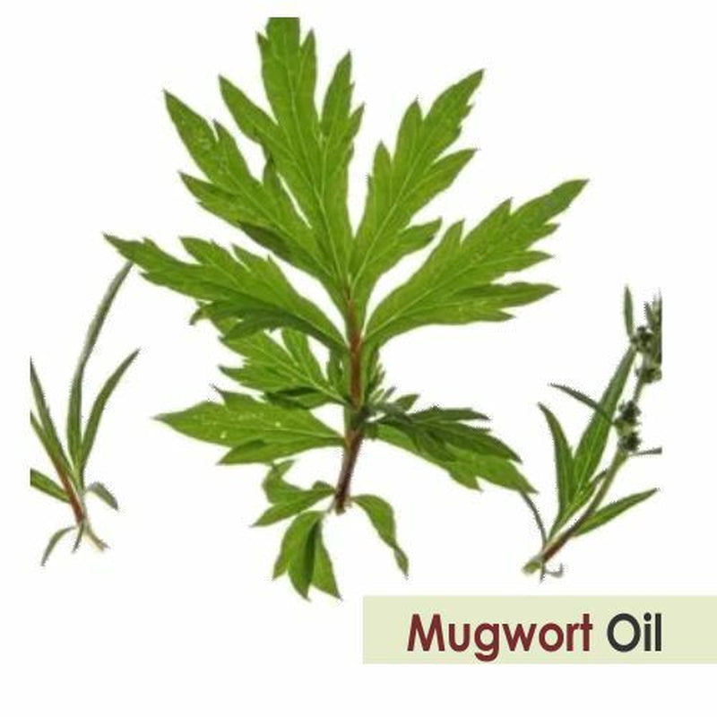 Salvia Mugwort (Artemisia Vulgaris) 100% Pure & Natural Essential Oil - 15Ml