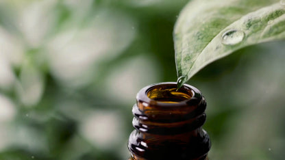 Echinacea Tincture - (Immune System)