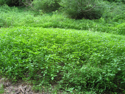 Jewelweed Oil Organic Potent Poison Ivy Oak Sumac Bug Bites STOPS ITCH FAST!