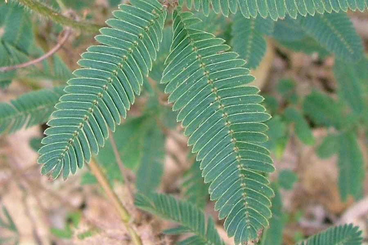 Mimosa Tincture Flower, Bark, Leaves Silk Tree, Alcohol Free Calming 1Oz.