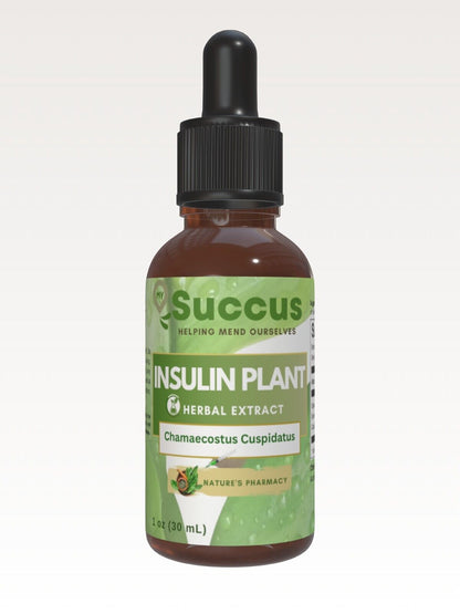 Insulin Plant Tincture - High Quality