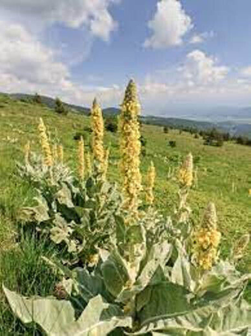 Mullein Oil Double Infused Organic Handmade in Small Batches Bumbling Acres Farm