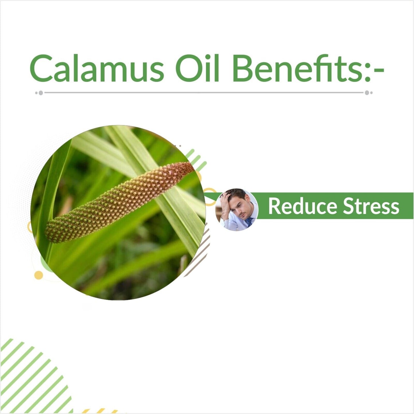 Calamus (Acorus Calamus) - 100% Pure & Natural Essential Oil - [10Ml - 25 L].