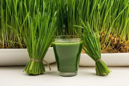 Organic & Natural Wheatgrass Powder for Skin Brightening Eating Drink