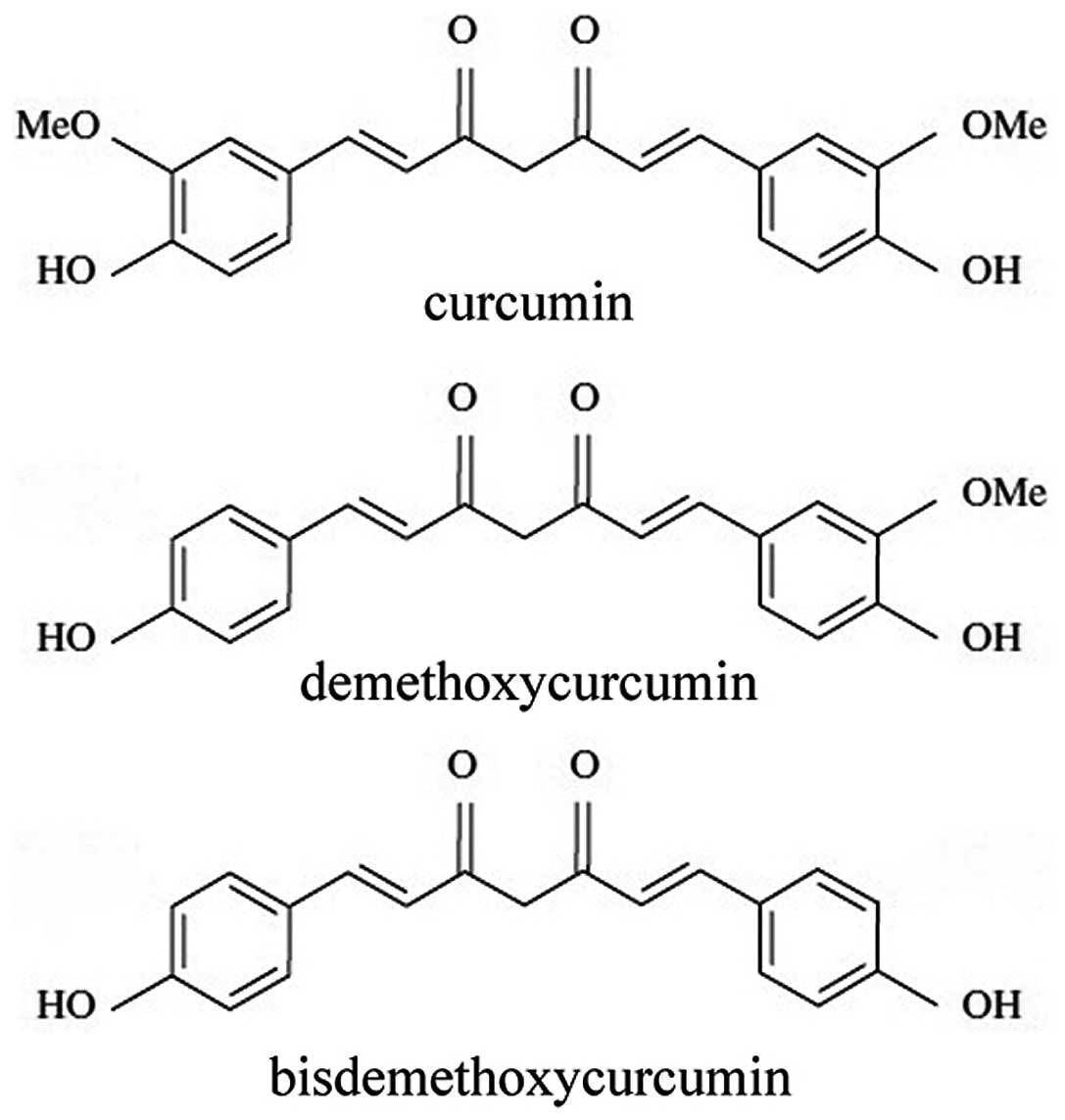 CURCUMIN 95% + PIPERINE 95% Extract Powder Bioavailable Curcumin Extract