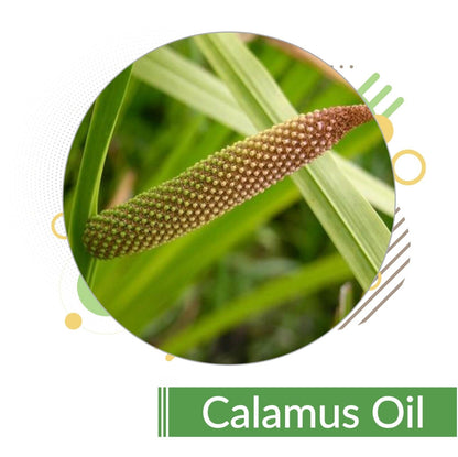 Calamus (Acorus Calamus) - 100% Pure & Natural Essential Oil - [10Ml - 25 L].