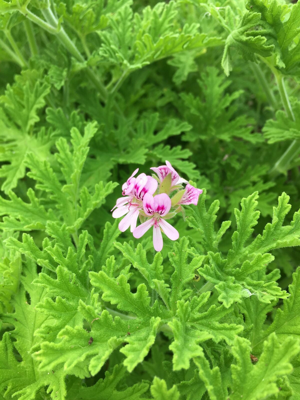 Rose Geranium Cream 4 Oz. "Rescue"