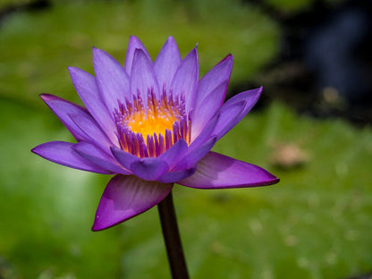 Dried Organic Blue Lotus Flower Petals Herbal Drink Tea Bag Nymphaea Caerulea