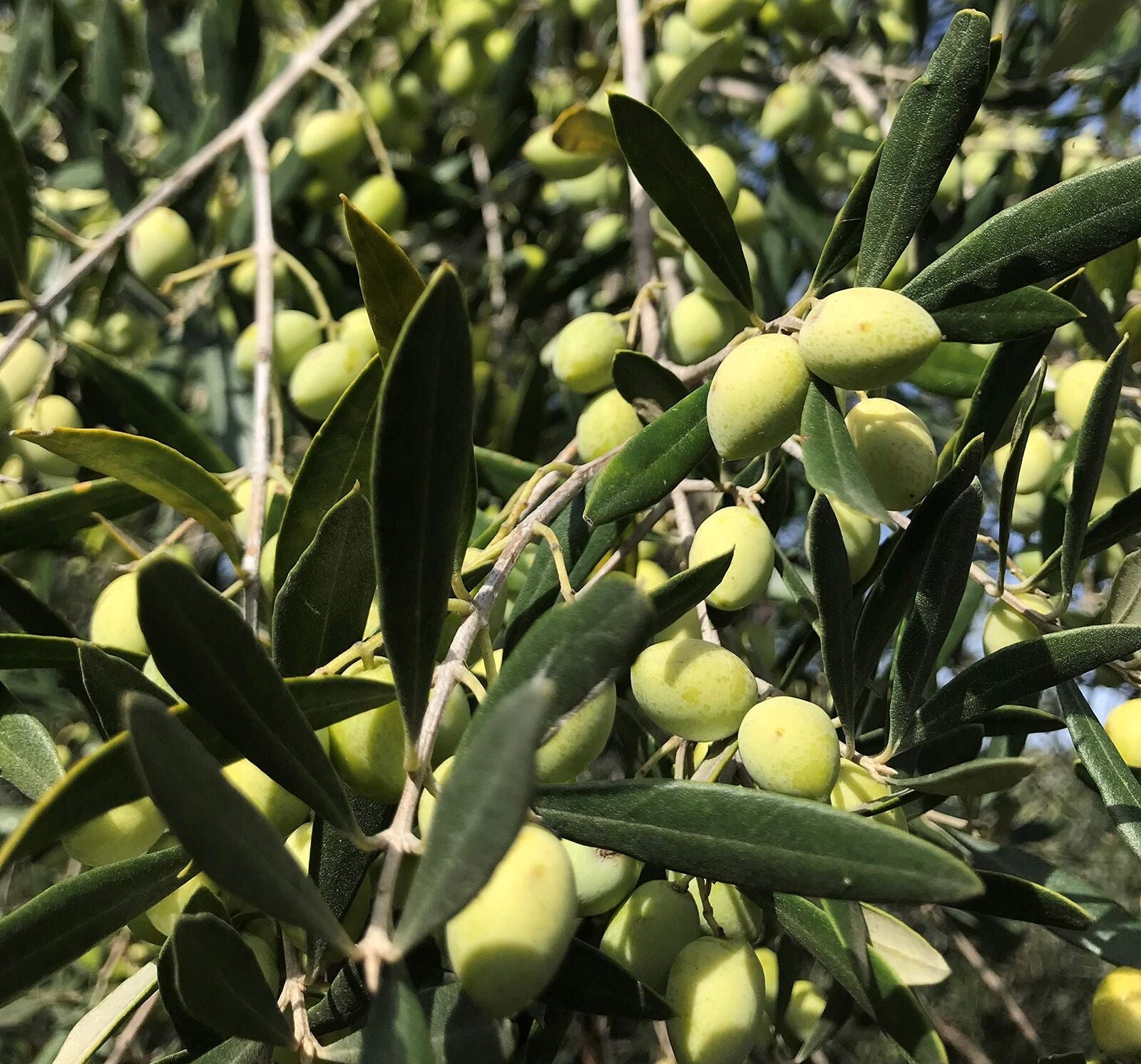 Heirloom EVOO | Little 🧿 Estate Grown Greek Extra Virgin Olive Oil | Healthi...