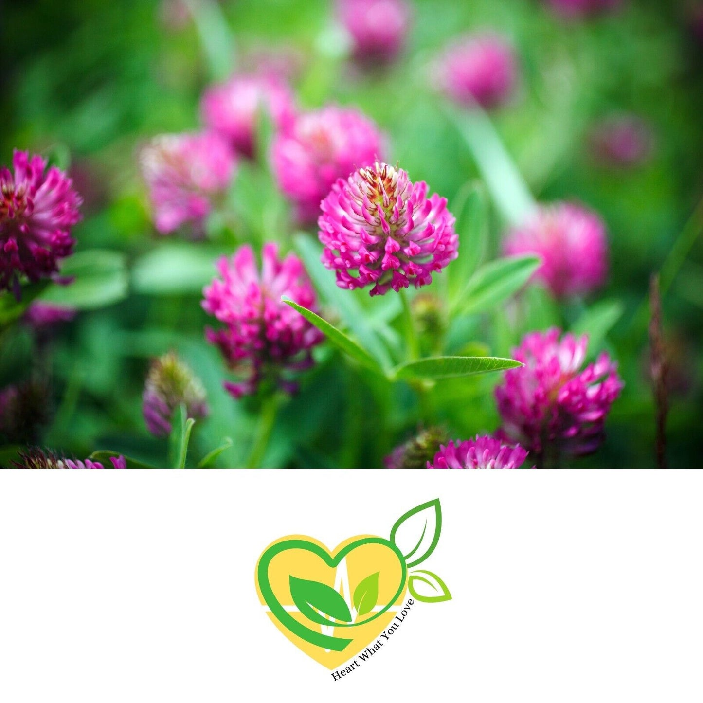 Red Clover Tops Whole Flower Herb Organic Natural 28.3G 1 Oz Women Vasomotor