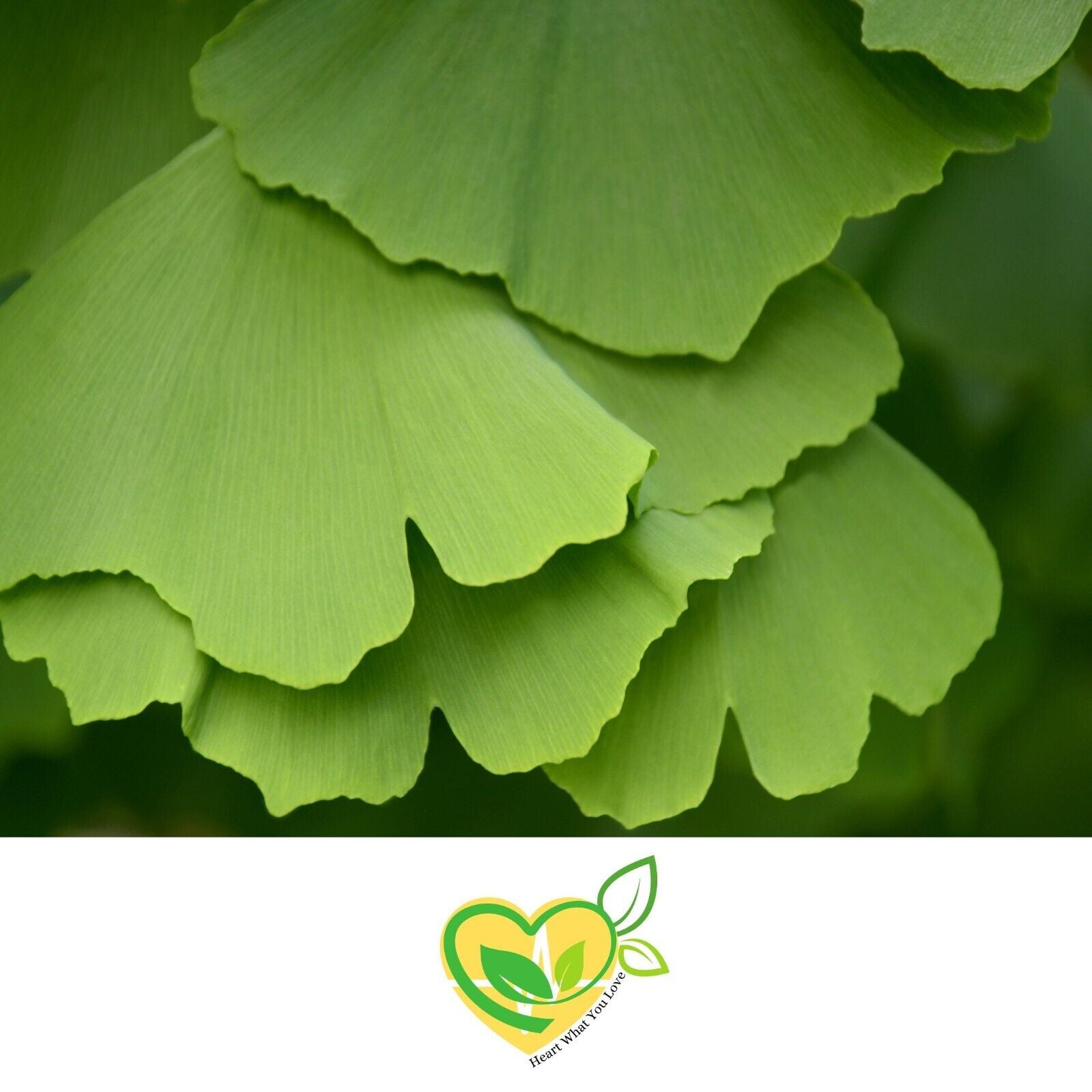 Ginkgo Leaf Cut & Sifted Ginkgo Biloba Organic Herb Natural 28.3G 1 OZ Memory