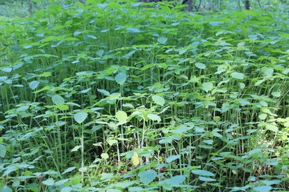 Jewelweed Oil Organic Potent Poison Ivy Oak Sumac Bug Bites STOPS ITCH FAST!