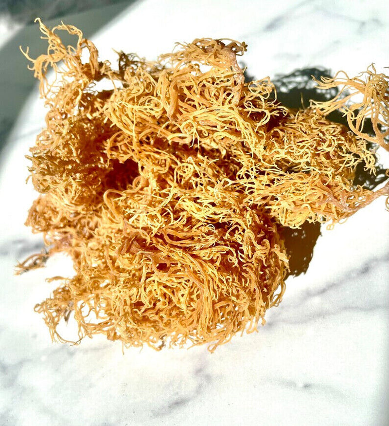 4D Herbs Whole St. Lucia Moss Sea Moss 1 Lb | Raw Wildcrafted Superfood-16 Oz