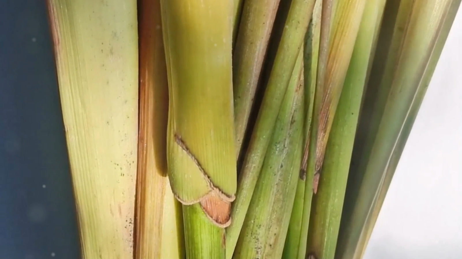 Lemongrass Tincture - (Highly Potent)