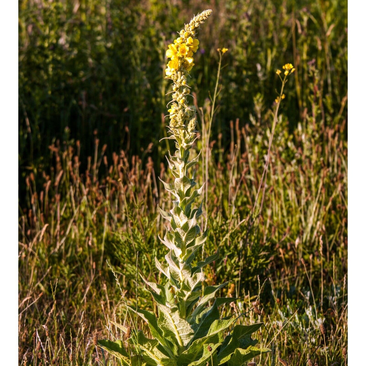 Mullein Leaf Cut & Sifted Organic Certified  Herb 28.3G 1 Oz Breath Lungs