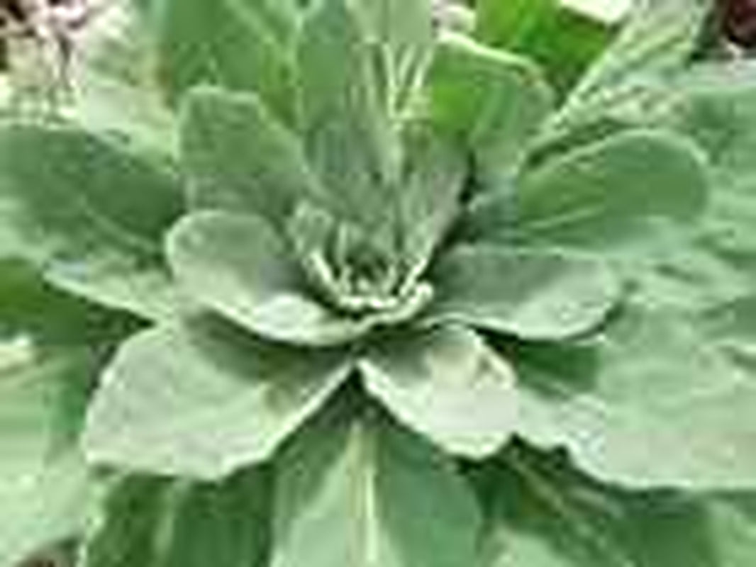 Mullein Oil Double Infused Organic Handmade in Small Batches Bumbling Acres Farm