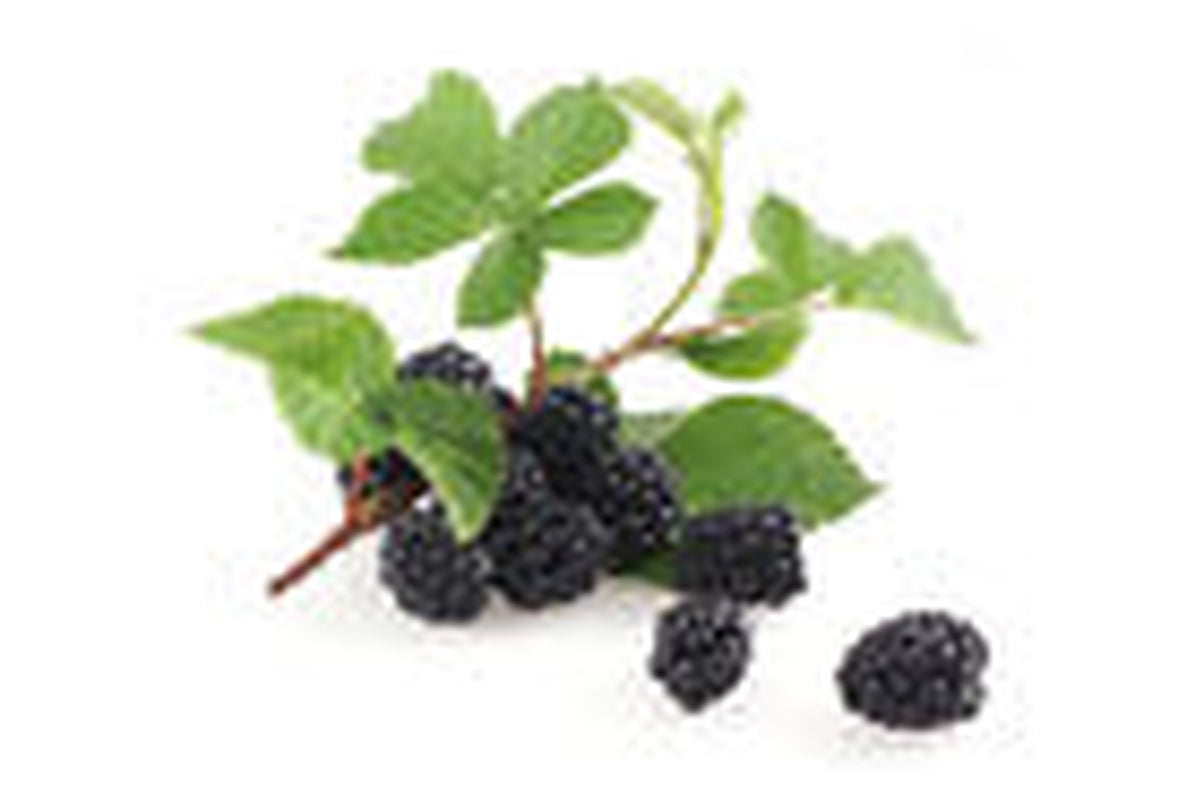 Blackberry Leaf - Rubus Fruticosus Loose Leaf by Nature Tea, Wild Crafted