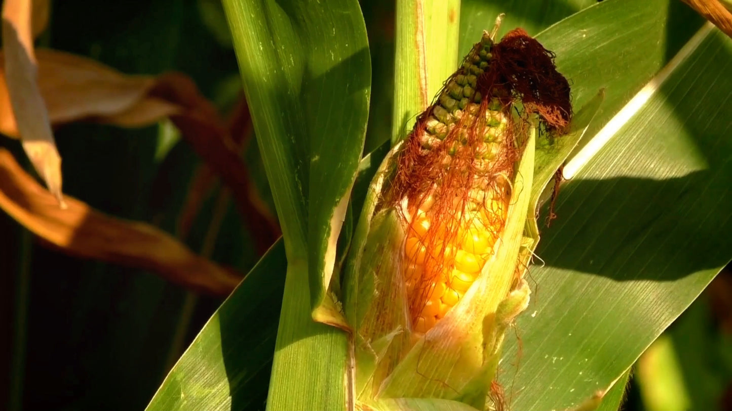 Corn Silk Tincture - (Bladder Health)