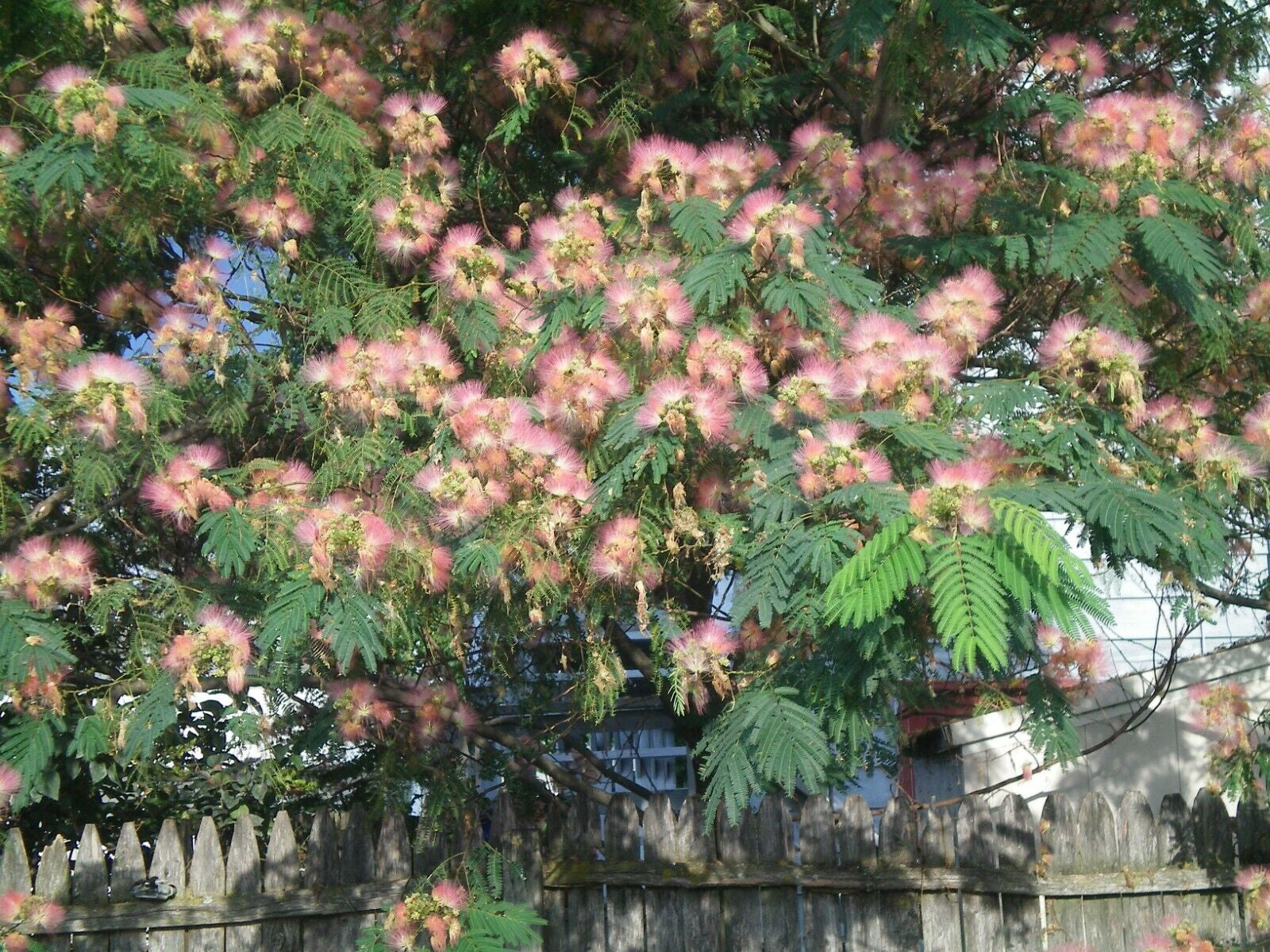 Mimosa Flower, Bark, & Leaves Alcohol Tincture 1 Oz.