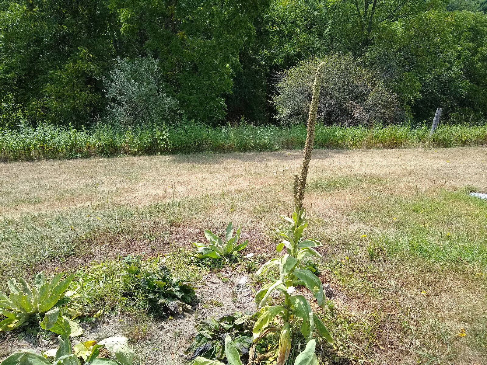 Mullein Oil Double Infused Organic Handmade in Small Batches Bumbling Acres Farm