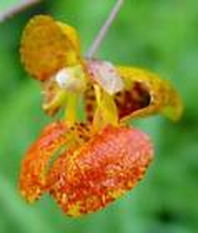 Jewelweed Topical Mist - Poison Ivy & Poison Oak, Bites, Swimmer'S Itch, Niebla