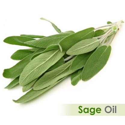 Sage (Salvia Officinalis) 100% Pure & Natural Essential Oil - [10Ml - 25 L]