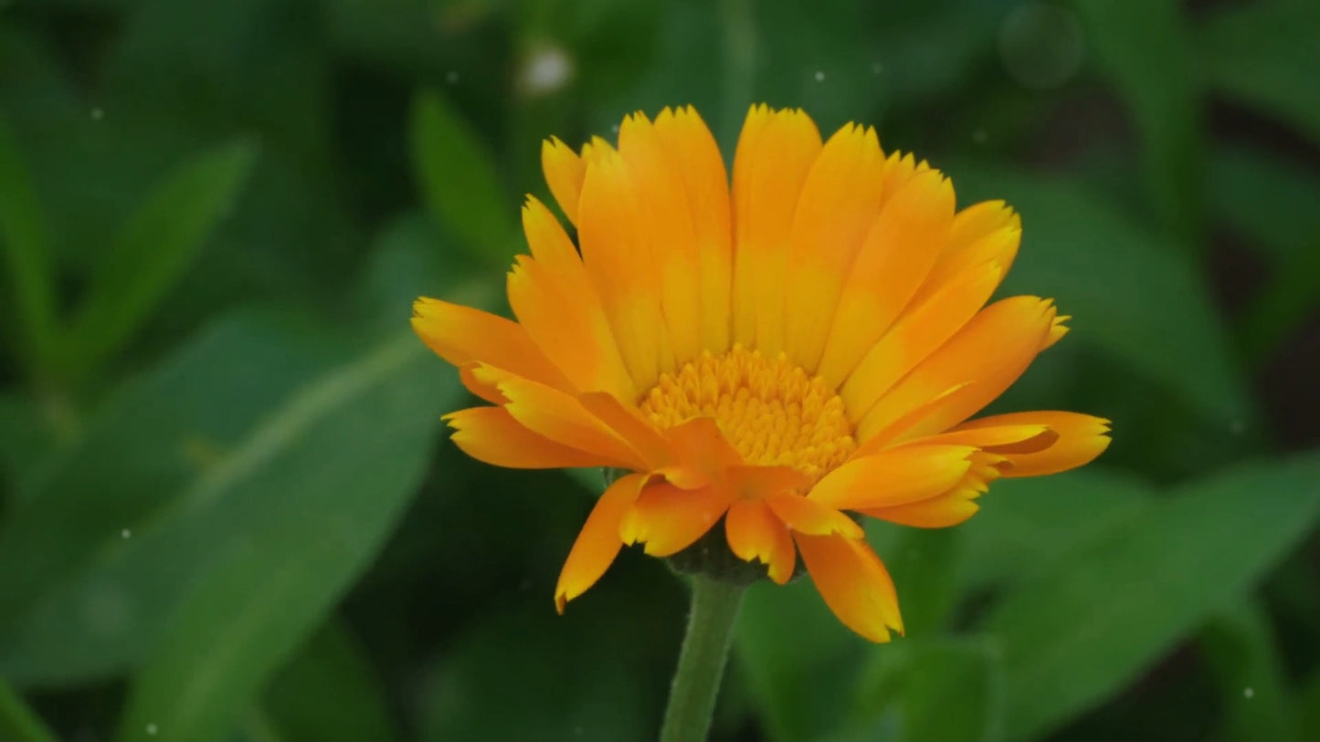 Calendula Tincture - High Quality