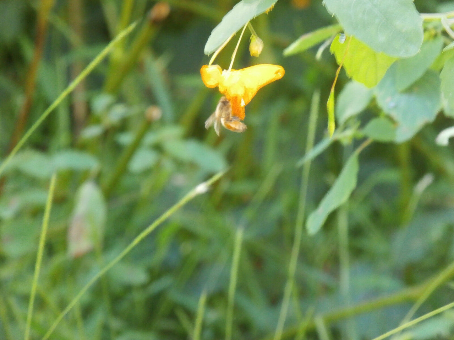 Jewelweed Oil Organic Potent Poison Ivy Oak Sumac Bug Bites STOPS ITCH FAST!