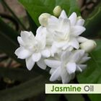 Jasmine (Jasminum) 100% Pure & Natural Essential Oil - {10Ml - 25 L}.