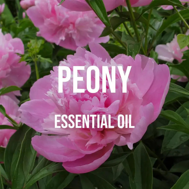 Peony Essential Oil 100% Pure Organic Plant Natural Flower Essential Oil for Diffuser Massage Skin Care Sleep